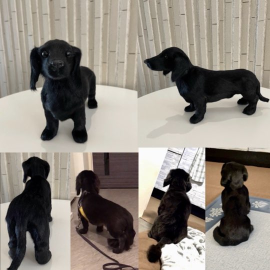 ペットアート実績 2